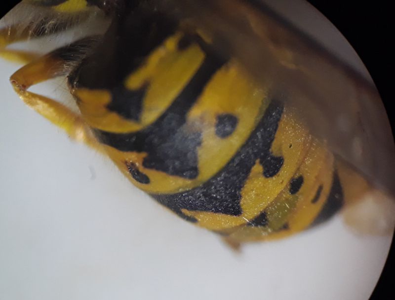 vespula vulgaris_2.jpg