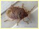 Pentatomidae 8 mm. - Anzio - 21.9.2019 - (2).JPG