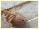 Pentatomidae 8 mm. - Anzio - 21.9.2019 - (3).JPG