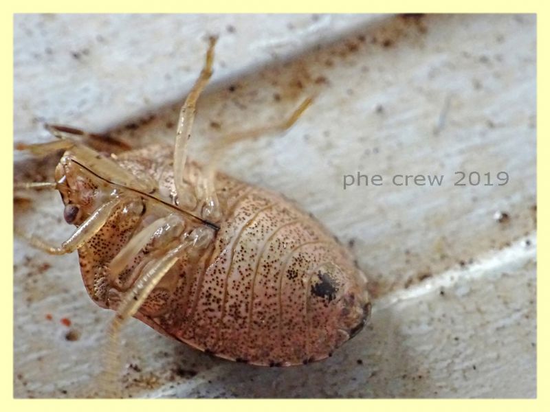 Pentatomidae 8 mm. - Anzio - 21.9.2019 - (3).JPG