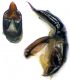 samniticus-edeago.jpg