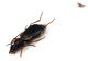 Comb2834-35zL6cr.jpg