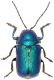 samniticus-2.jpg