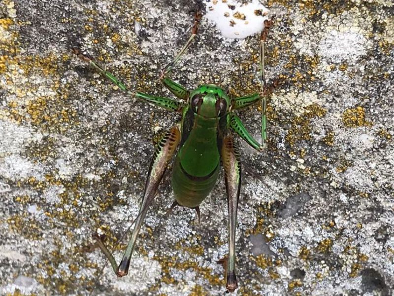 Eupholidoptera sp. Murazzi 2 X 2019 WA0004.jpg