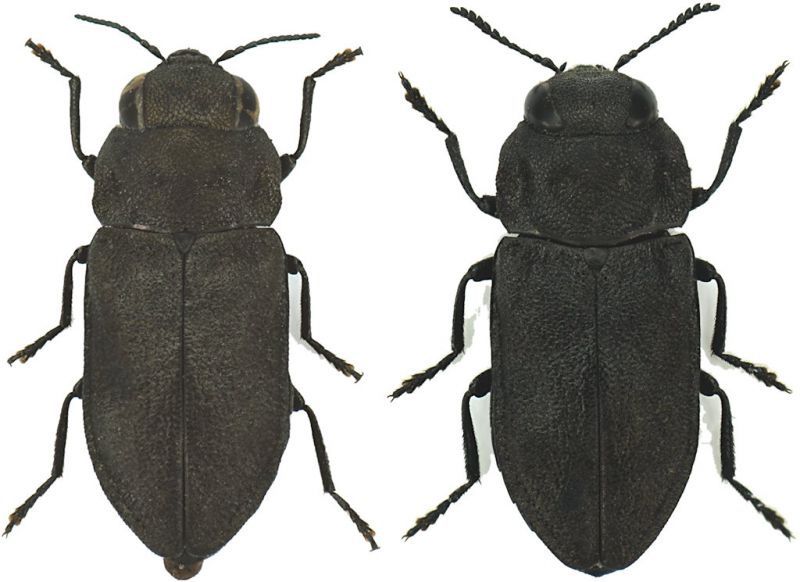 Anthaxia godeti vs quadripunctata.jpg