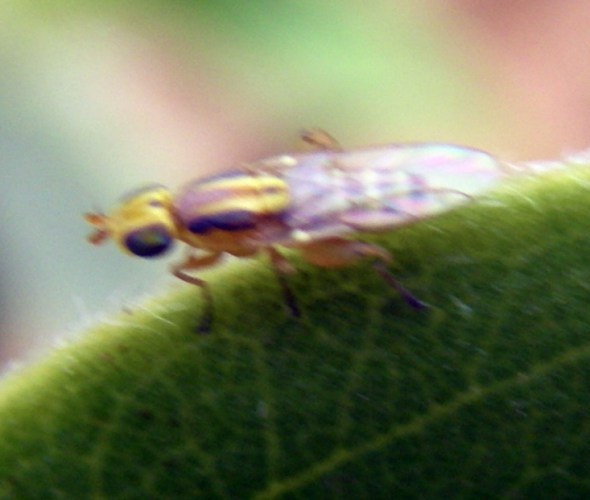 Meromyza sp. (24-7-11 Gallocanta).jpg