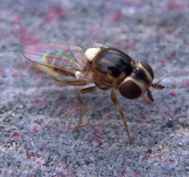 Thaumatomyia sp. 2 (1-4-07 Juslibol).JPG