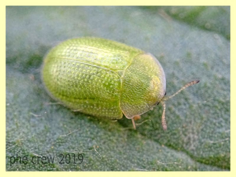 Cassida sp. - Anzio - 17.9.2019 - (6).JPG