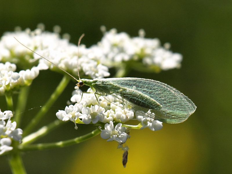 Chrysopa_Campo_Felice_1400m_30-VI-2010.jpg