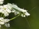 Chrysopa_2_Campo_Felice_1400m_30-VI-2010.jpg