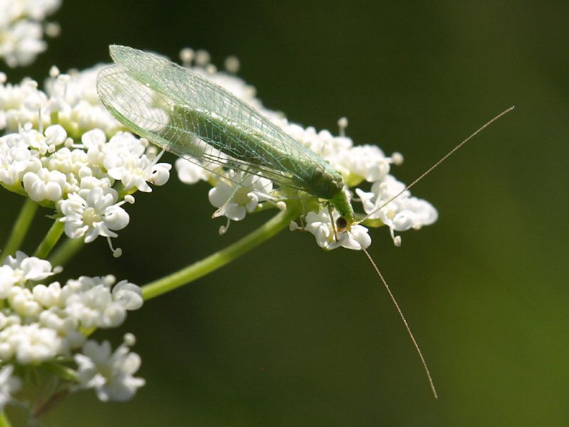 Chrysopa_2_Campo_Felice_1400m_30-VI-2010.jpg