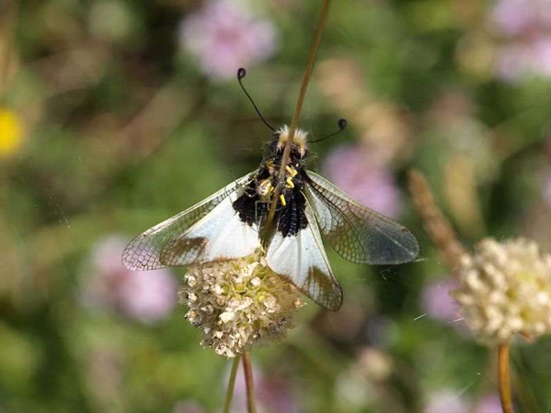 Ascalaphus_Campo_Felice_1400m_30-VI-2010.jpg