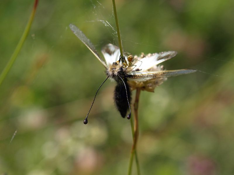 Ascalaphus_3_Campo_Felice_1400m_30-VI-2010.jpg