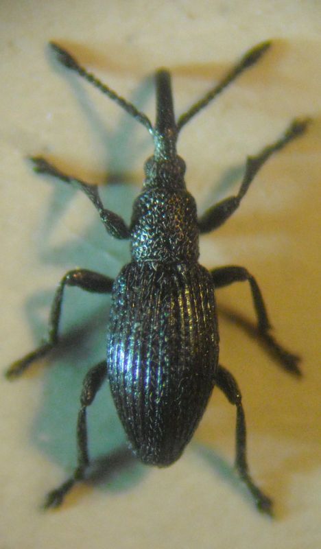 Ceratapion (Echinostroma) 1 003 A.jpg