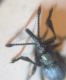 Ceratapion (Echinostroma) 1 007 A.jpg
