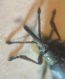 Ceratapion (Echinostroma) 2 004 A.jpg
