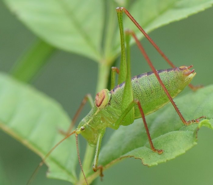 phanaeropteridae_male.jpg