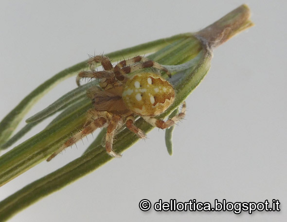 araneus DSCN2414.jpg