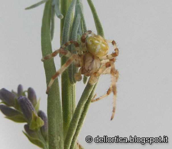 araneus DSCN2417.jpg