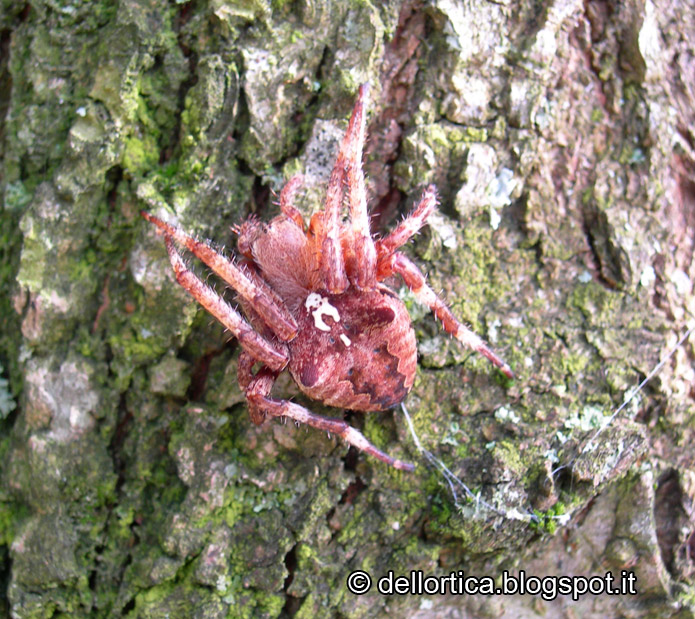 araneus angulatus DSCN6619.jpg