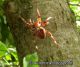 araneus angulatus DSCN6624.jpg
