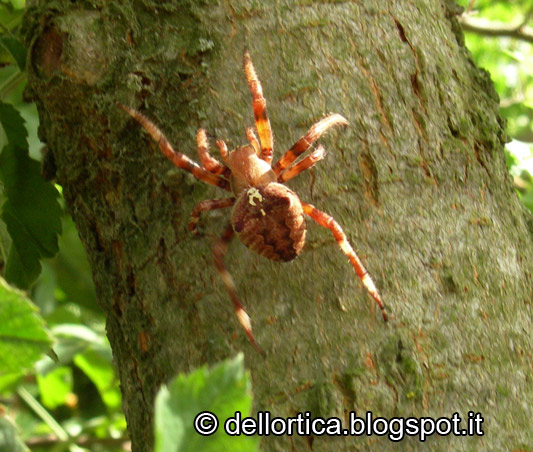 araneus angulatus DSCN6624.jpg