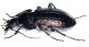 Carabus italicus 2.jpg