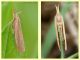 agriphila geniculea.JPG