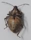 cimice asiatica_10.jpg