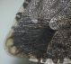cimice asiatica_5.jpg