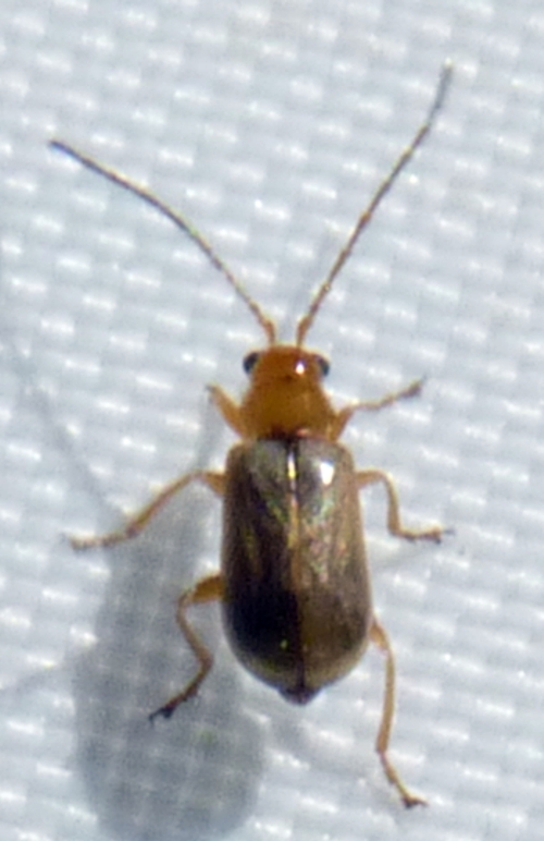 Luperus cf. flavipennis 1 (25-5-19 El Frago).jpg