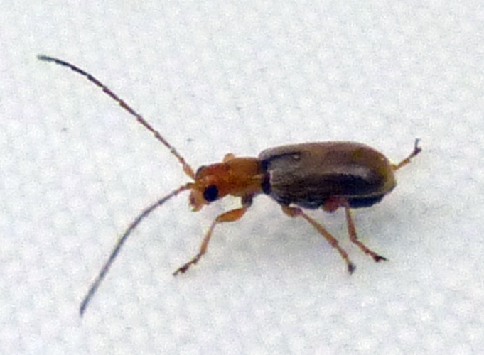 Luperus cf. flavipennis 2 (25-5-19 El Frago).jpg