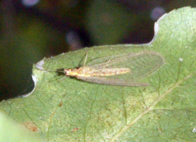 Chrysoperla sp. (2-9-06, Ciudad Prohibida, Pekín).jpg