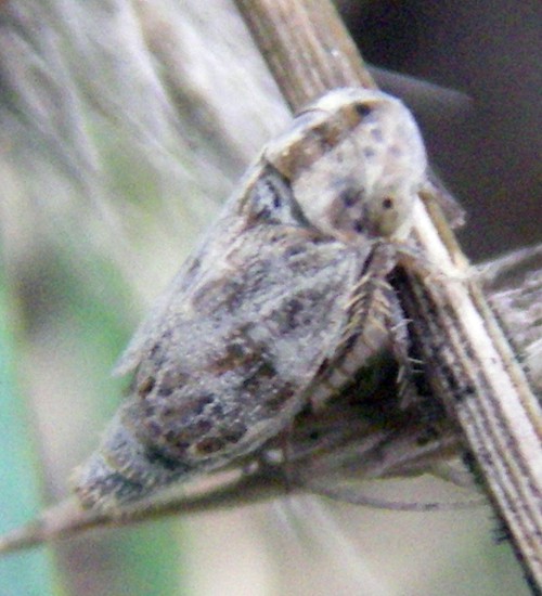 Laburrus sp. 2 (11-10-14 Purujosa).jpg