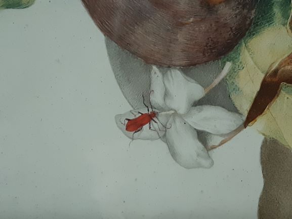 Giovanna Garzoni _ Pyrochroa serraticornis.jpg