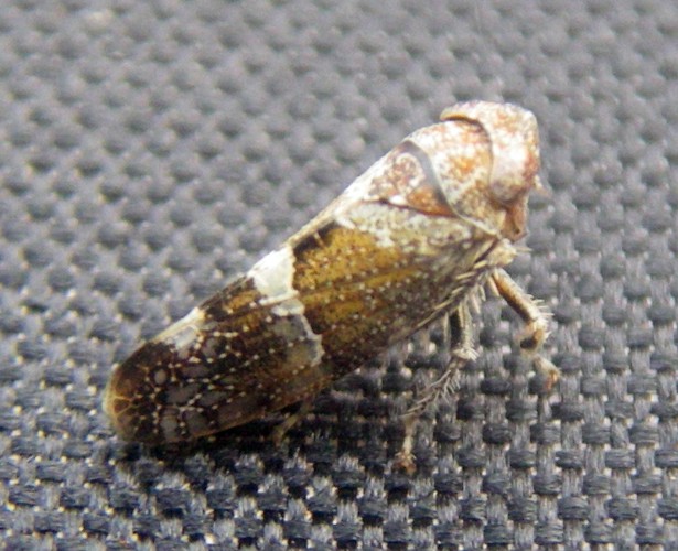 Stegelytra sp. 2 (30-8-14 Vedado de Robres).jpg