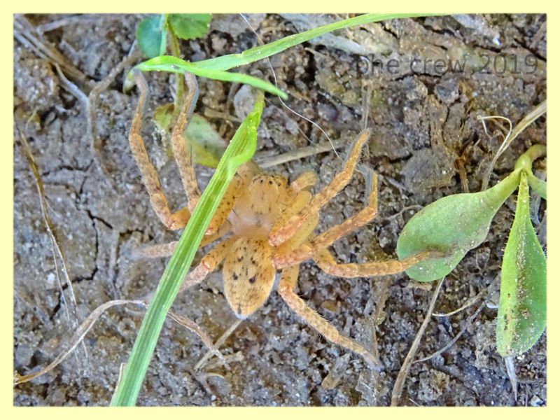 probabile Zorospis sp. - Roma - Riserva naturale Valle Dell' Aniene -  Viale Gottardo - 8.10.2019 - (1).JPG