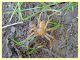 probabile Zorospis sp. - Roma - Riserva naturale Valle Dell' Aniene -  Viale Gottardo - 8.10.2019 - (3).JPG