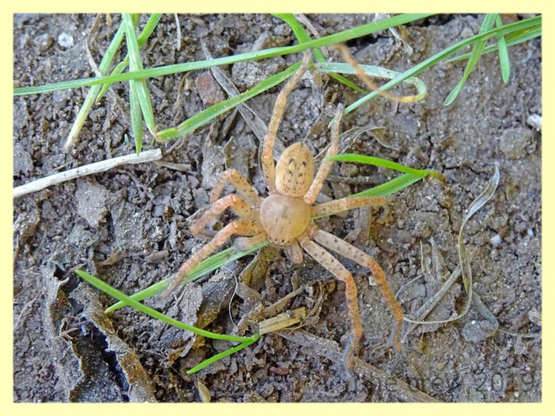 probabile Zorospis sp. - Roma - Riserva naturale Valle Dell' Aniene -  Viale Gottardo - 8.10.2019 - (3).JPG