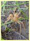 probabile Zorospis sp. - Roma - Riserva naturale Valle Dell' Aniene -  Viale Gottardo - 8.10.2019 - (2).JPG
