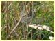 probabile Orthetrum coerulescens - Roma - Riserva naturale Valle Dell' Aniene -  Viale Gottardo - 8.10.2019 - (2).JPG