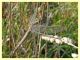 probabile Orthetrum coerulescens - Roma - Riserva naturale Valle Dell' Aniene -  Viale Gottardo - 8.10.2019 - (2).JPG