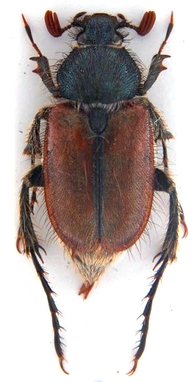 Amphicoma di Riccardo..jpg