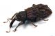 2019-10-16-18.32.28 ZS PMaxcr.jpg