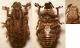 curculionidae_4_2_liznjan_190806.jpg
