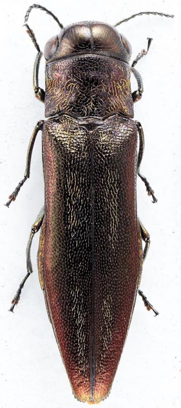 Agrilinae Agrilini SierL GolaRC 14-V-2018 6mm red.jpg