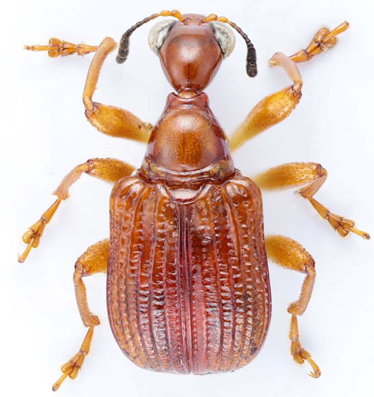 Attelabidae Apoderinae SierL Gola NP 18-V-2018 4mm red.jpg