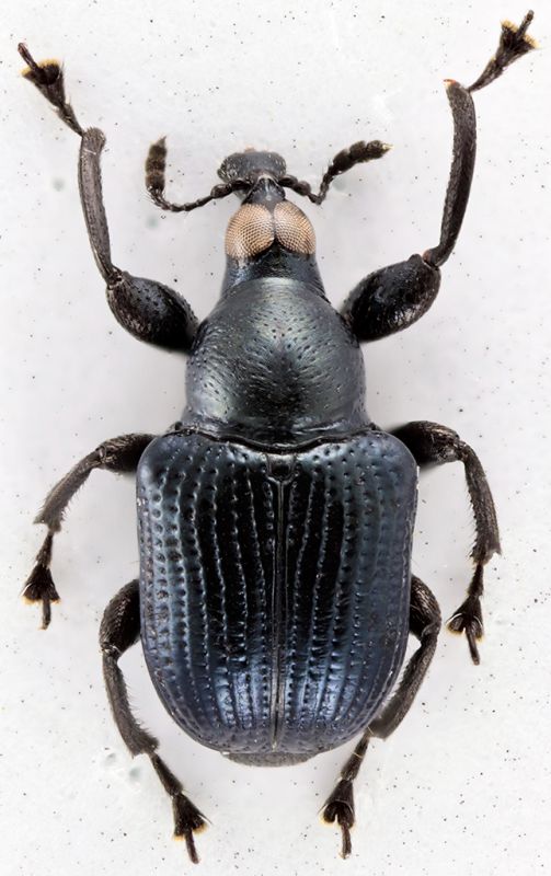 Attelabidae Attelabinae Euopsini Ophthalmolabus SierL Gola NP 21-V-2018 3,6mm red.jpg