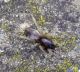 Clubiona sp. 2 (28-7-13 Trigoniero).jpg
