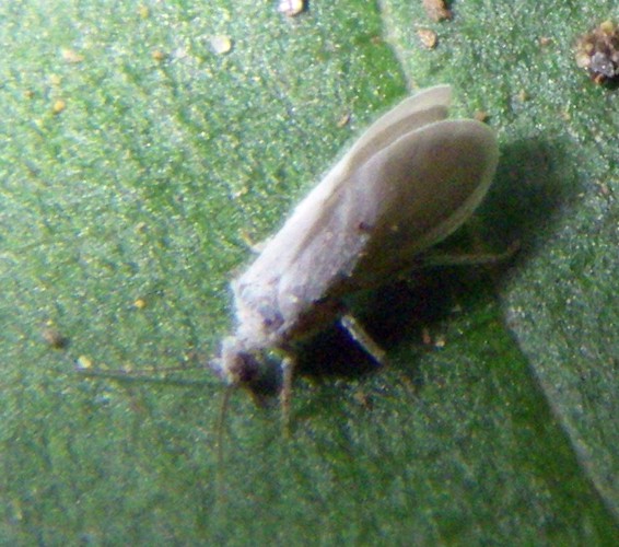 Coniopteryx sp. 2 (3-8-15 Llesuí).jpg